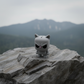 Angry Cat