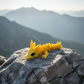 Crystal Dragon Tadling